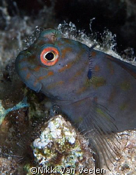 Chestnut blenny taken at Sharksbay with E300 and 50mm lens. by Nikki Van Veelen 